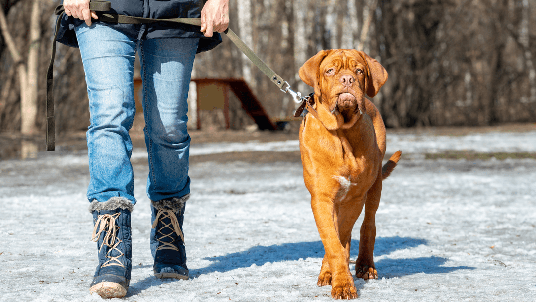 Fransız Mastiff