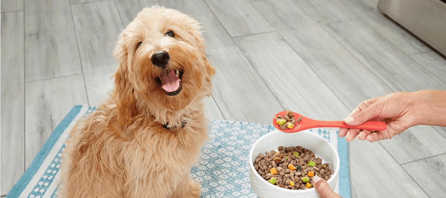 Köpeklerin Mama Dışında Yiyebileceği Yiyecekler
