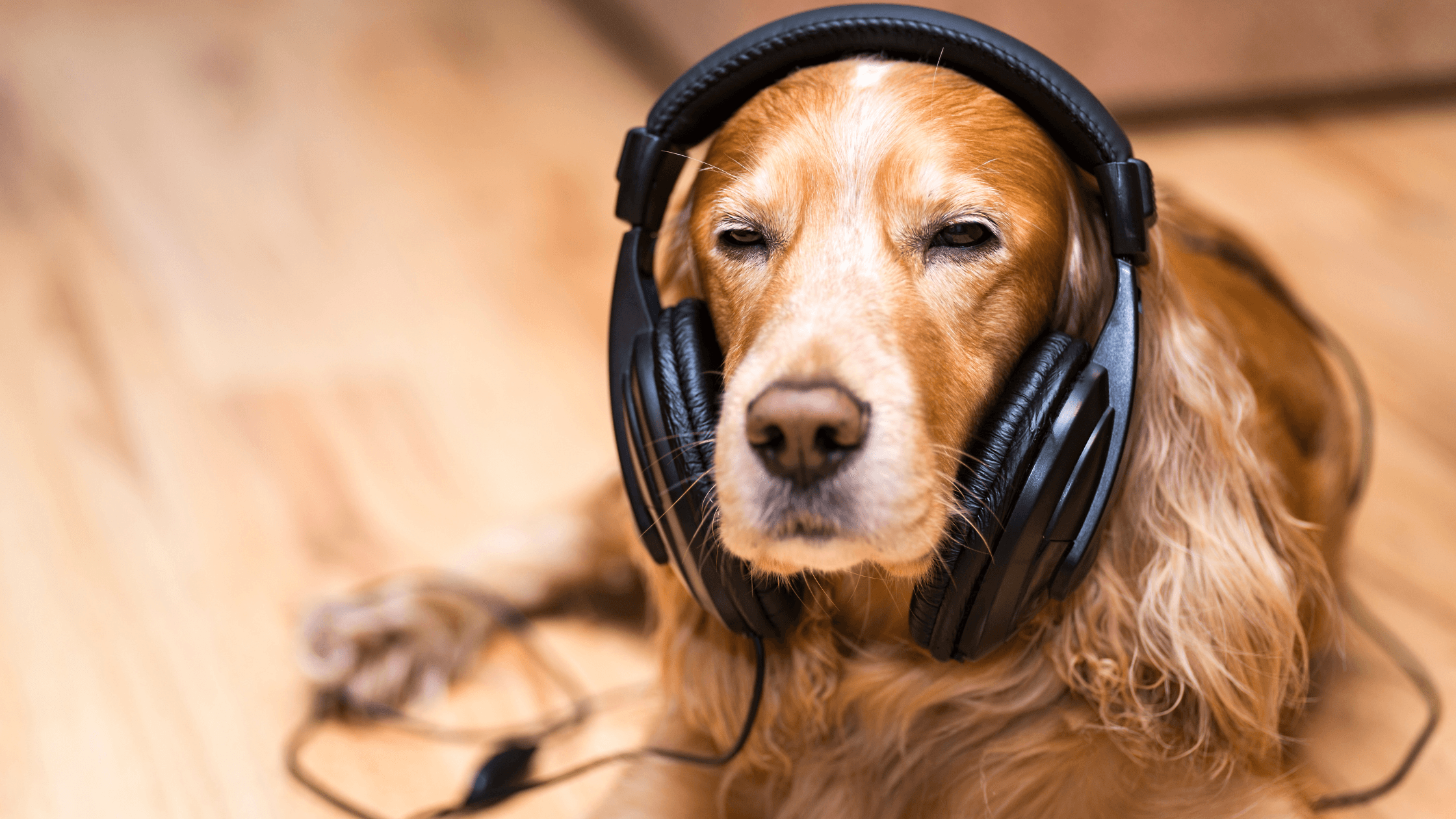 Sakinleştirici Müzik ve Sesler: Evcil Hayvanlarda Etkisi Var mı?
