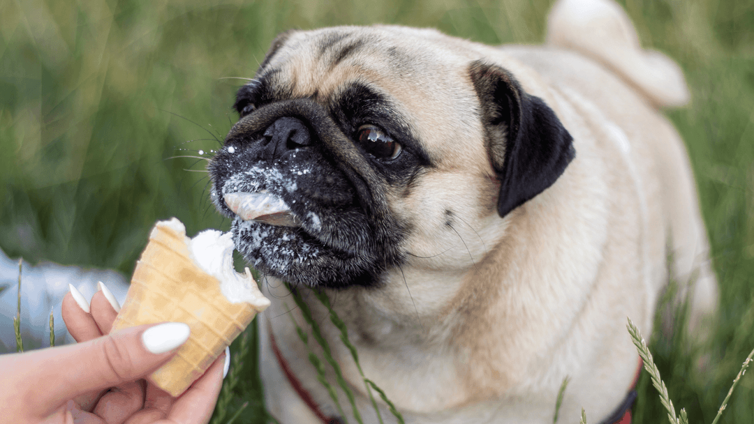 Pug cinsi köpek külah dondurma yiyor.