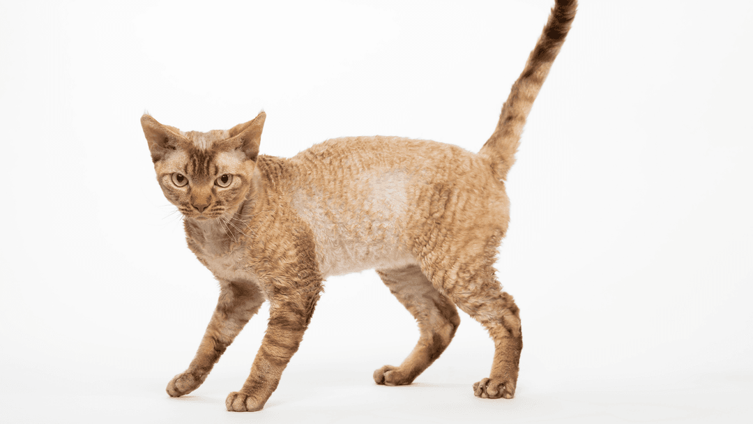 Turuncu Devon Rex kedisi beyaz arka planda yürüyor.