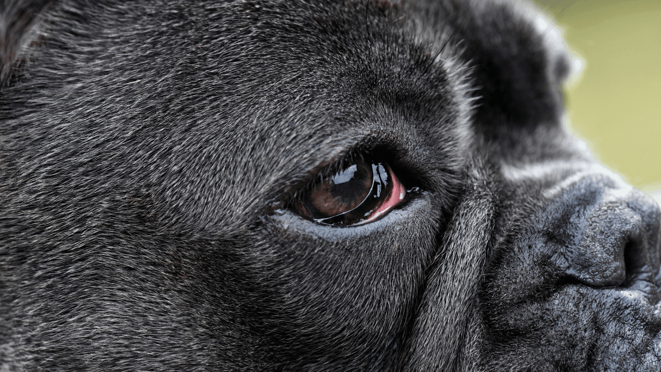Köpeklerde Göz Kızarıklığı Neden Olur