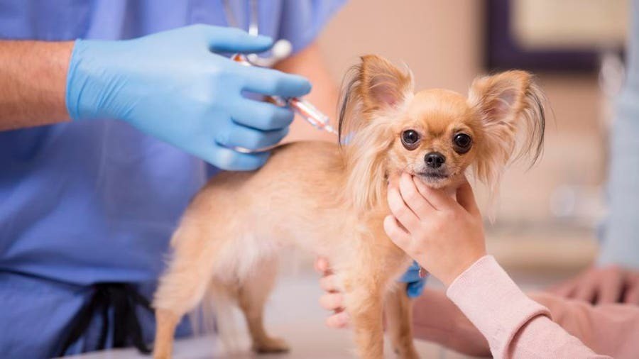 Ufak Irk Köpek Aşı Oluyor.