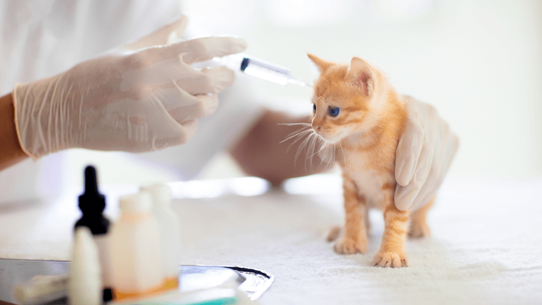Aşı yapılırken veterinerde yavru kedi