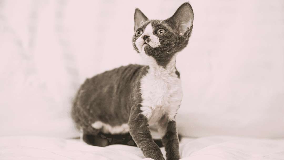 Küçük Devon Rex kedisi beyaz çarşaf üzerinde poz veriyor.