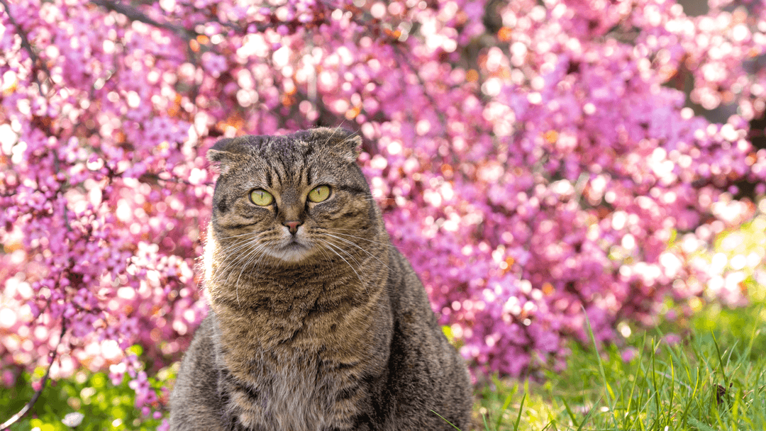 Bahar çiçekleri önünde poz veren sevimli Scottish Fold kedi.