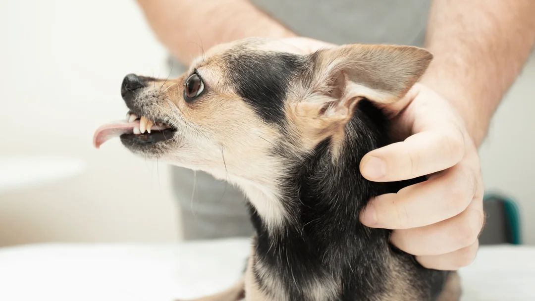 Veteriner kontrolünde saldırgan küçük ırk köpek davranışı.
