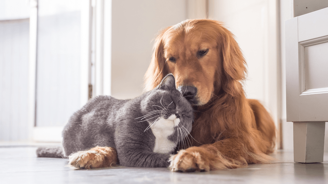 Mutlu Kedi ve Köpek