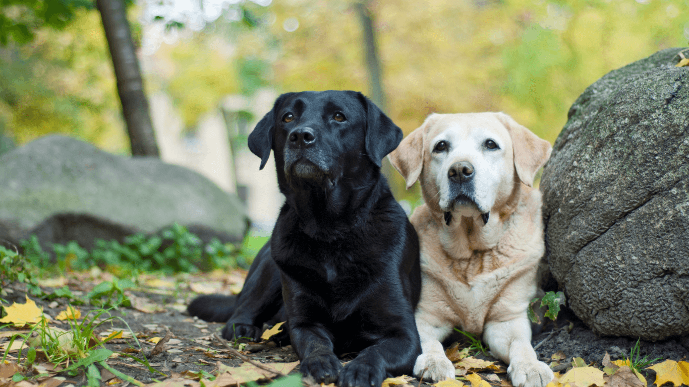 Sadık Dostlar: Labrador Retriever Bakım Rehberi ve Özellikleri