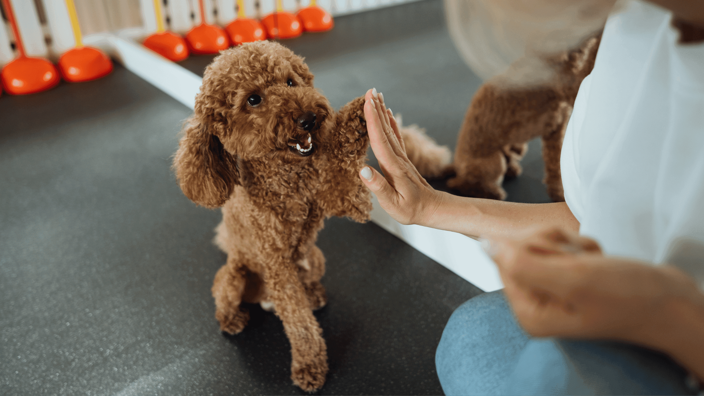 Köpeklerde Agresif Davranışları Durdurmak İçin En Etkili Teknikler ve Eğitim Yöntemleri