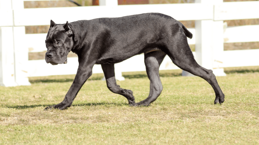 Yürüyen siyah Cane Corso köpeği, açık alanda yürüyüş yapıyor.