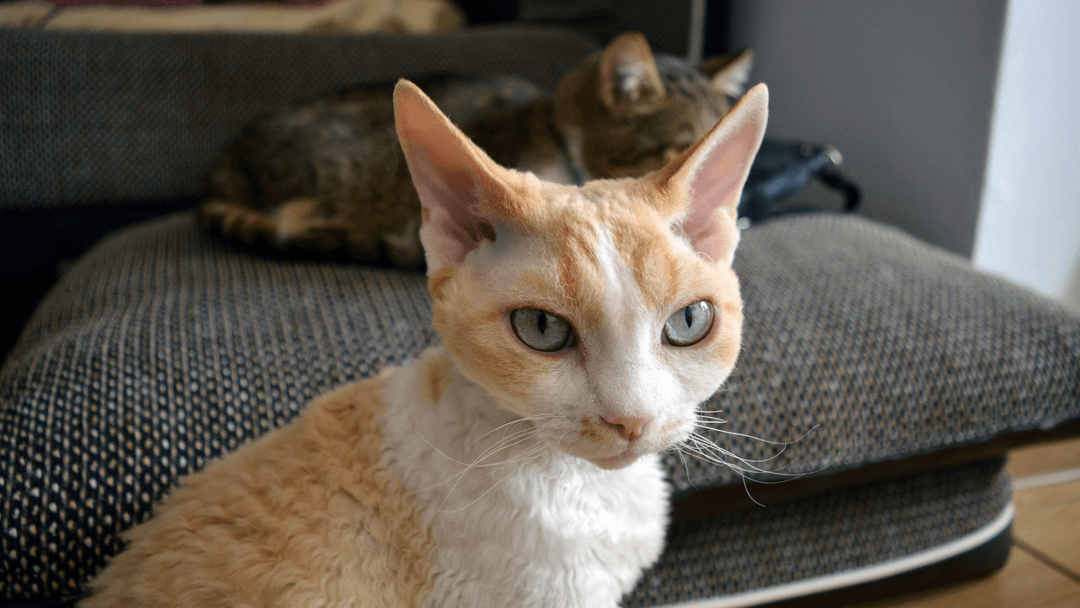 Yeşil gözlü Devon Rex kedisi kanepesi üzerinde oturuyor.