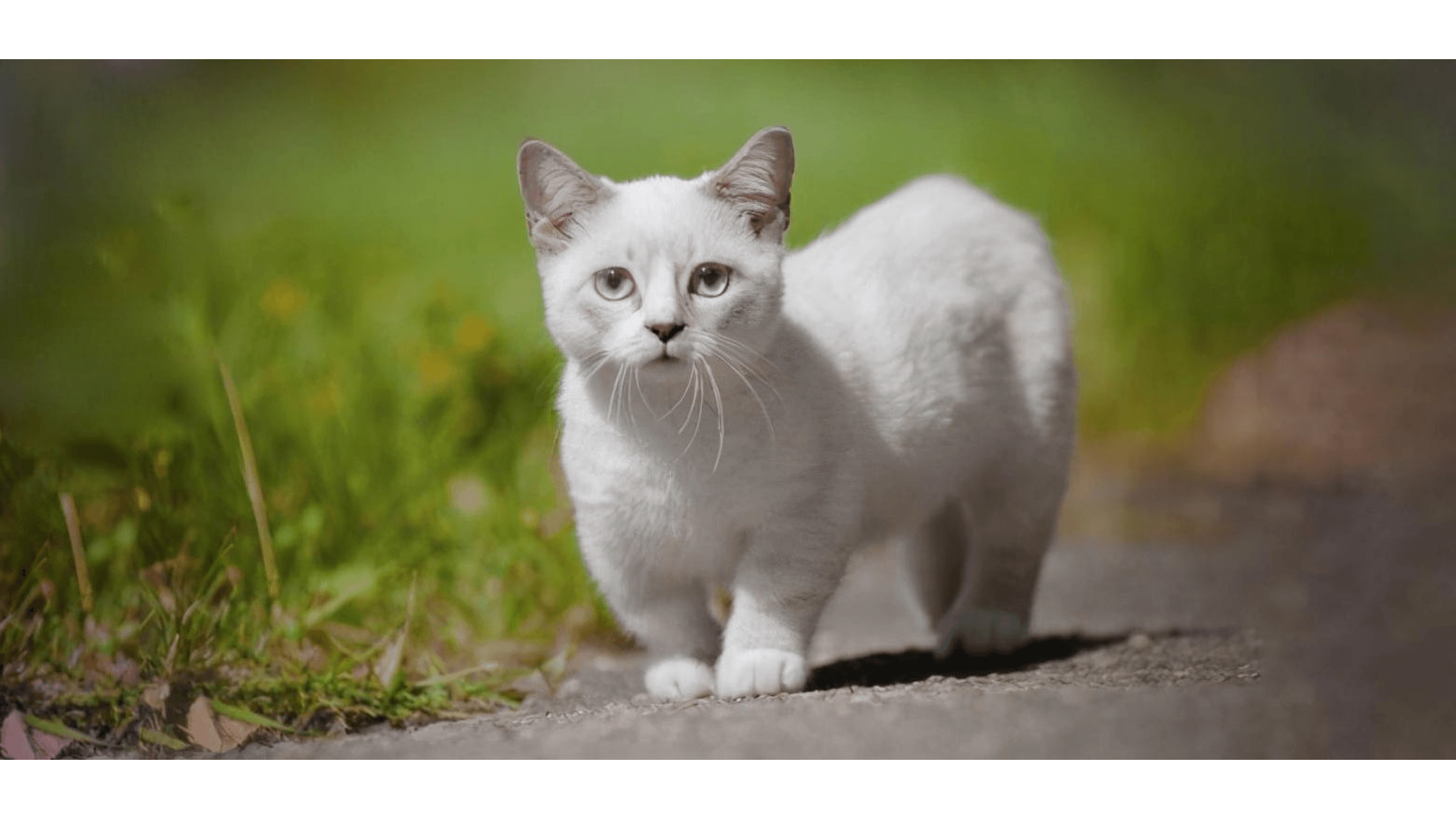 Kısa Bacaklı Kedi Cinsleri ve Özellikleri