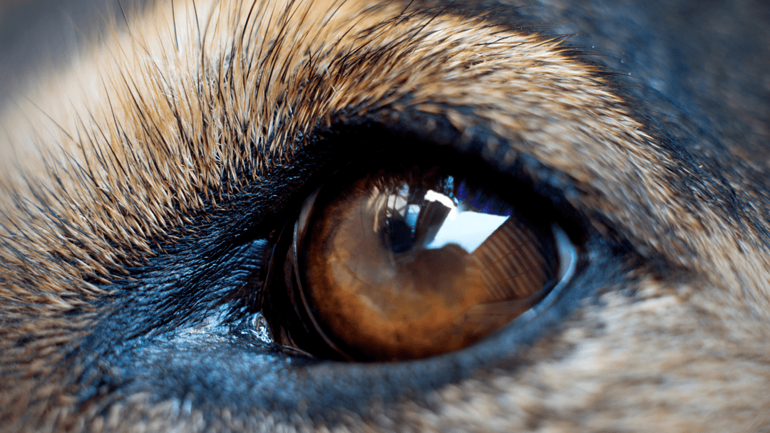 Köpek göz bebeği yakın plan, detaylı köpek gözü fotoğrafı