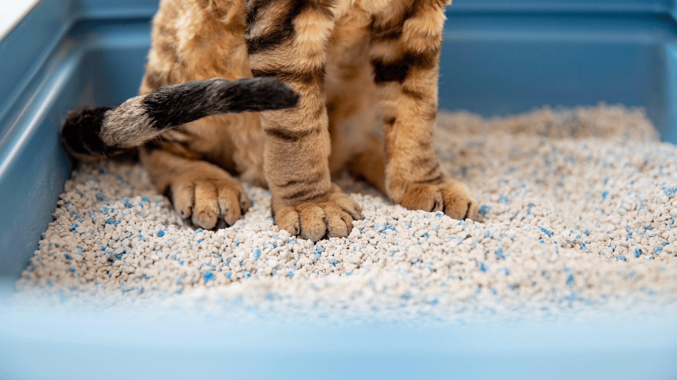 Kedi Kumunun Kokmaması İçin 7 Bilimsel Öneri