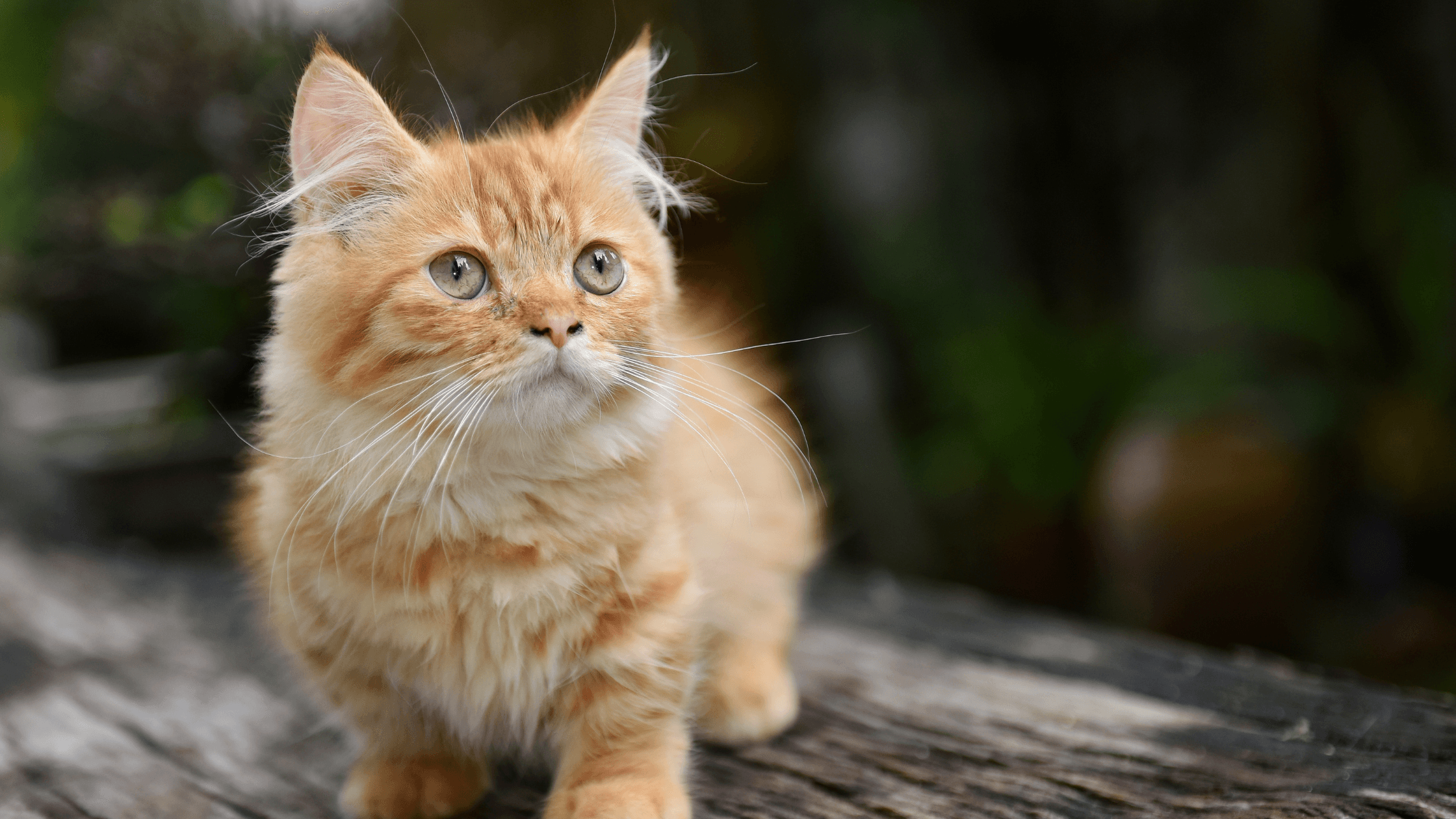 Büyümeyen Kedi Cinsleri ve İlginç Özellikleri