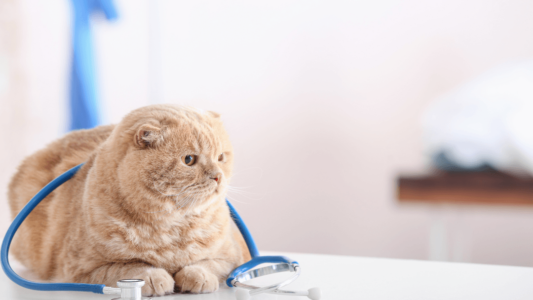 Veterinerde muayene bekleyen kedi