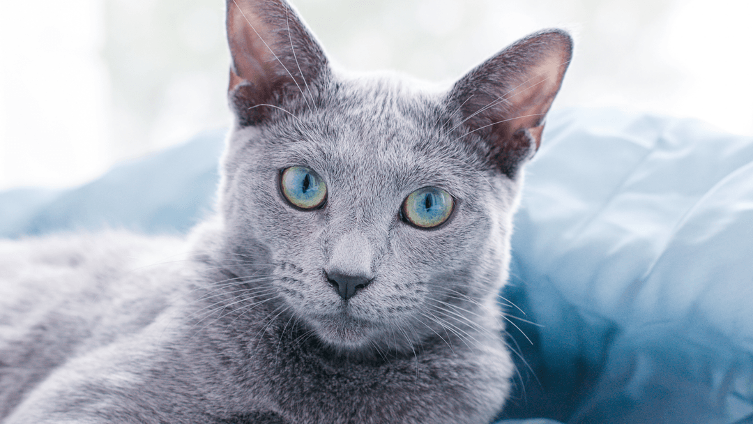 Mavi Rus Kedisi “Russian Blue”