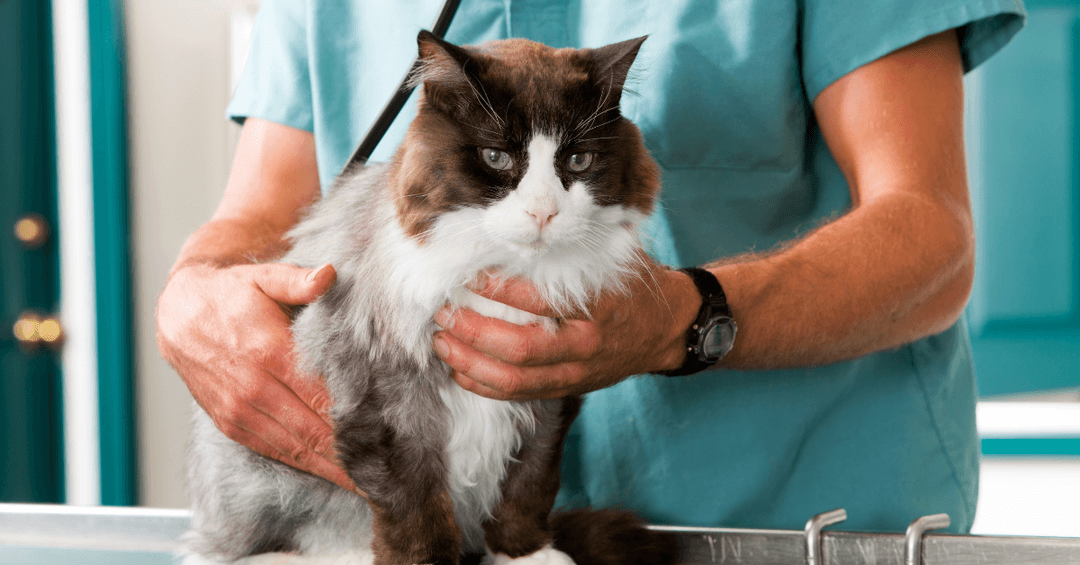 Veteriner kliniğinde muayene edilen kedi – 2025 veteriner muayene ücretleri