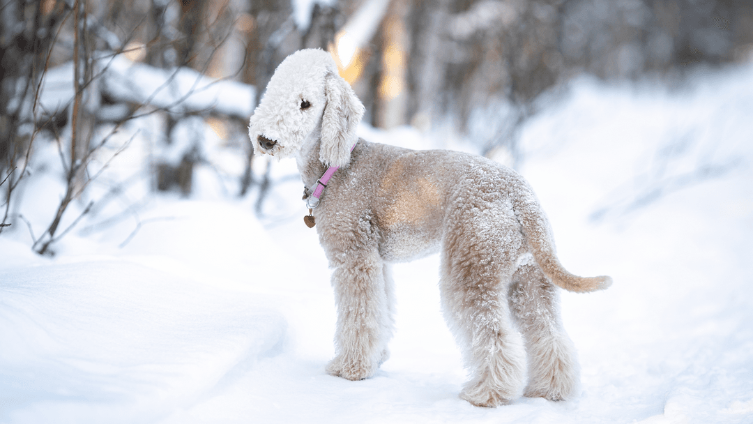 Karlı Ortamda Bedlington Terrier – Soğuk havalara dayanıklı zarif dost.