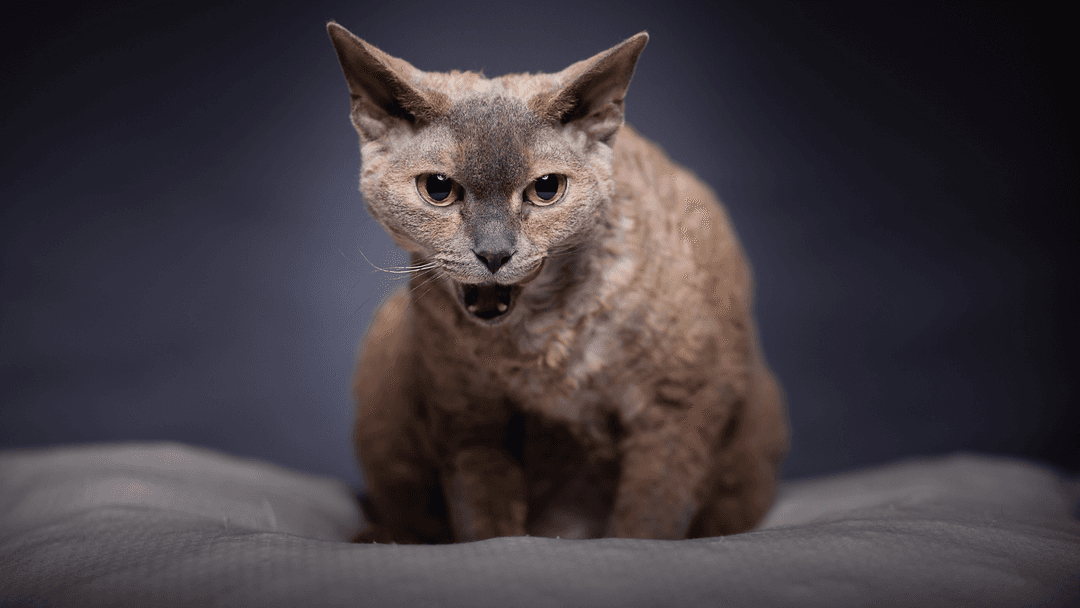 Yeşil gözlü, kahverengi Devon Rex kedisi kanepesi üzerinde oturuyor.