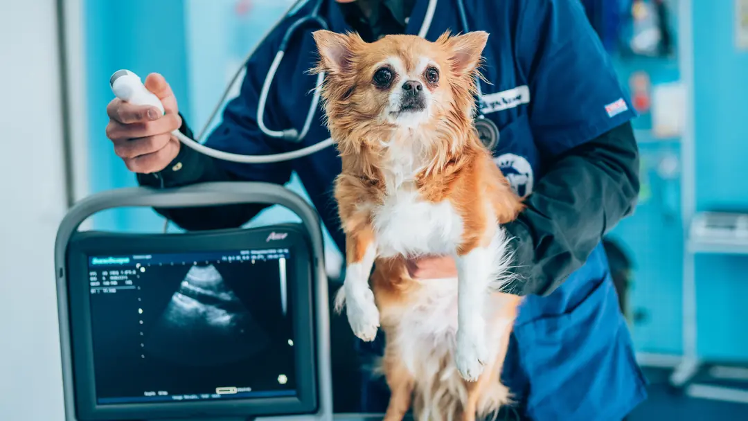 Ultrason cihazı önünde muayene edilen küçük ırk köpek
