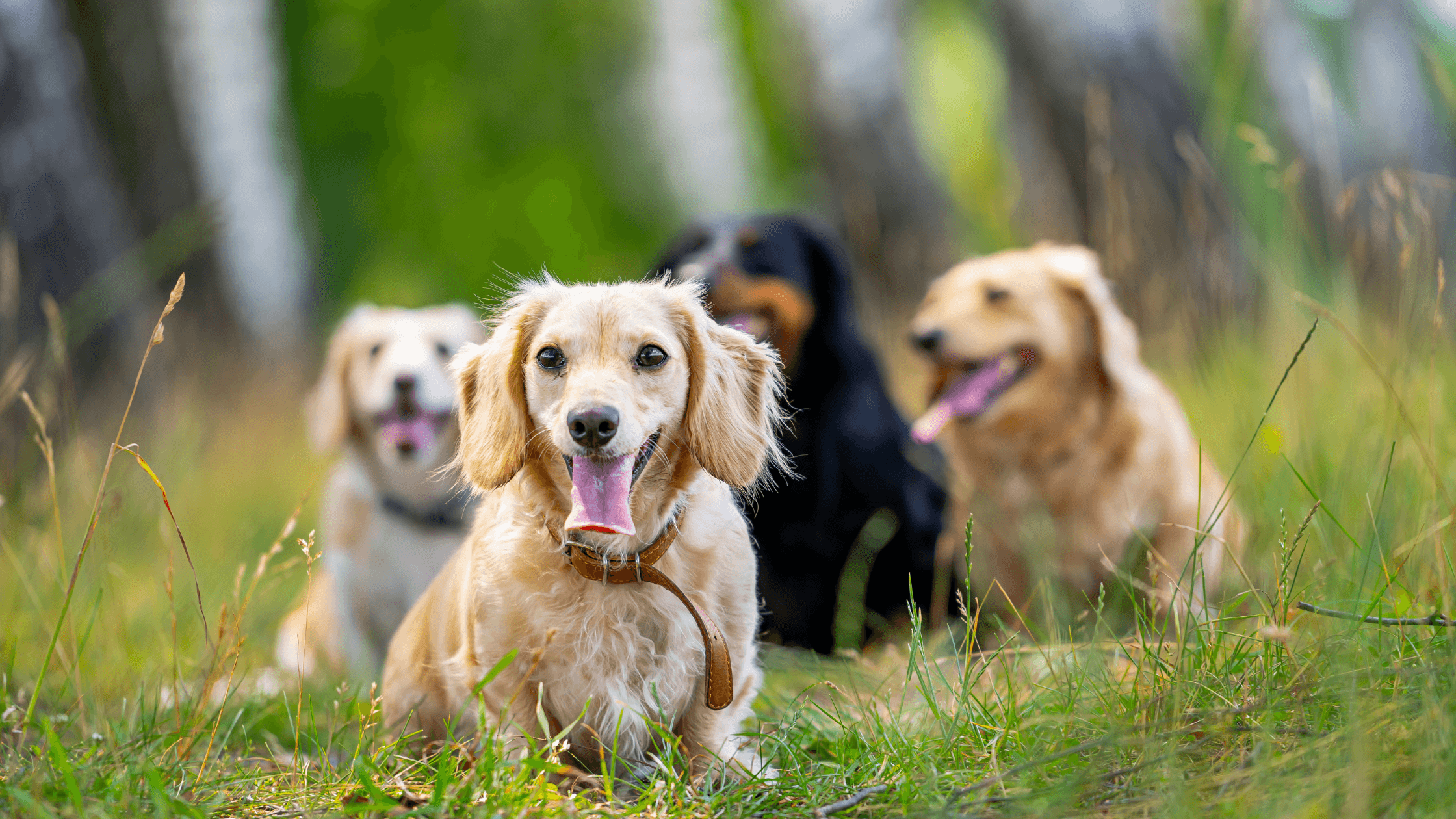 Dünyanın En Sevimli Küçük Irk Köpek Listesi