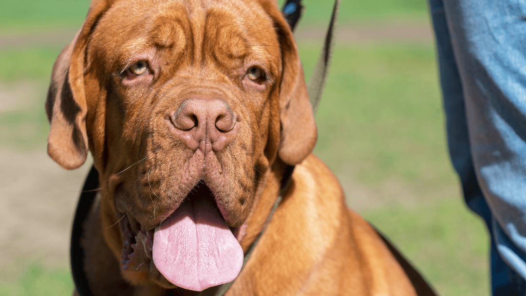 Fransız Mastiff