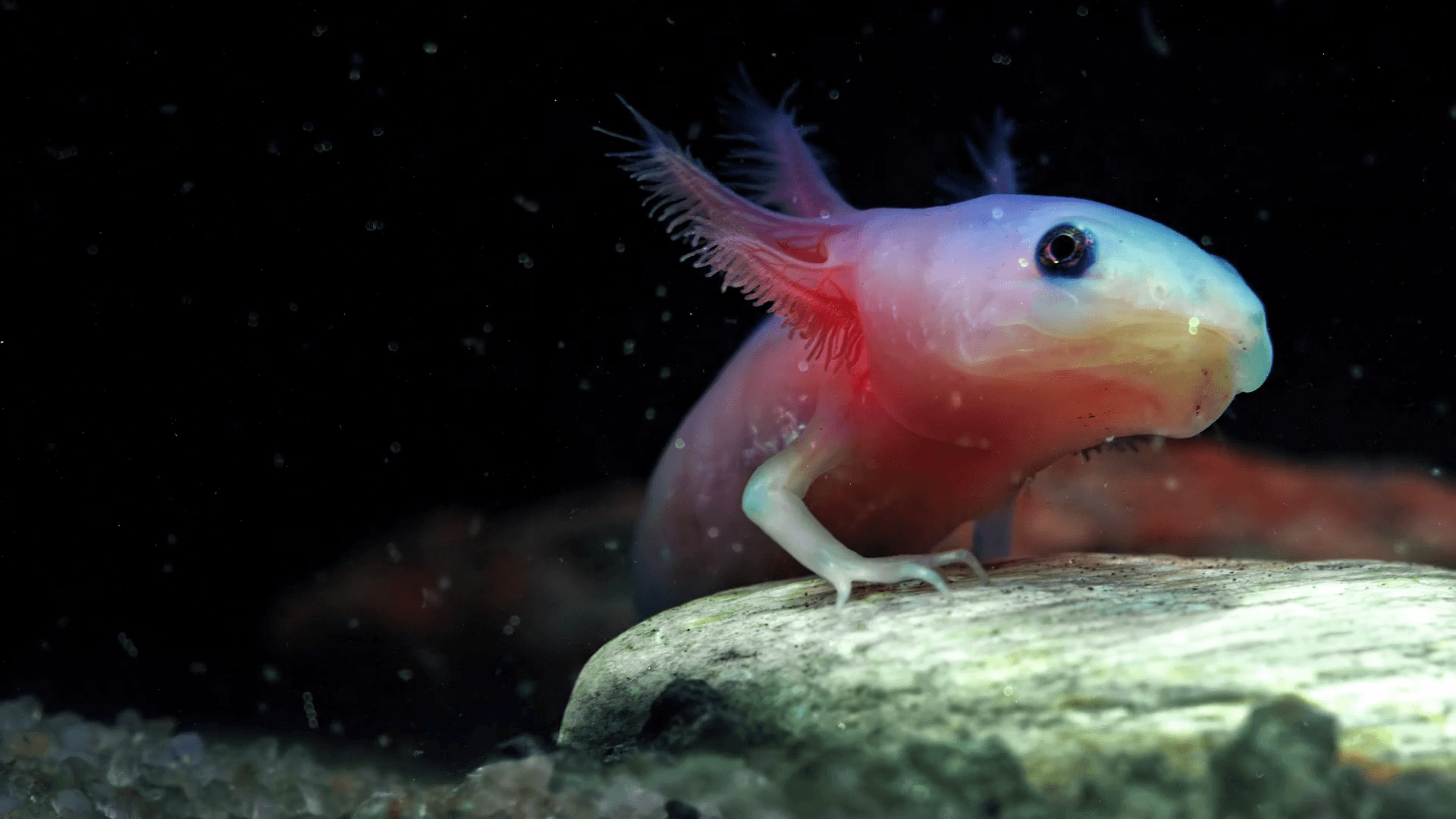 Axolotl Nedir? Özellikleri ve Bakım Rehberi
