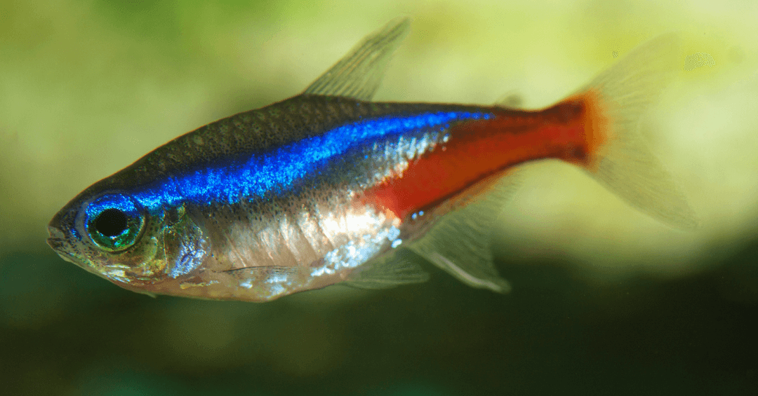Neon Tetra