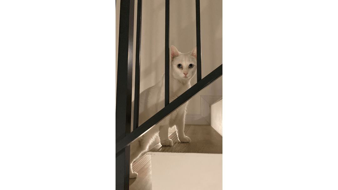 Ankara (Angora) Kedisi