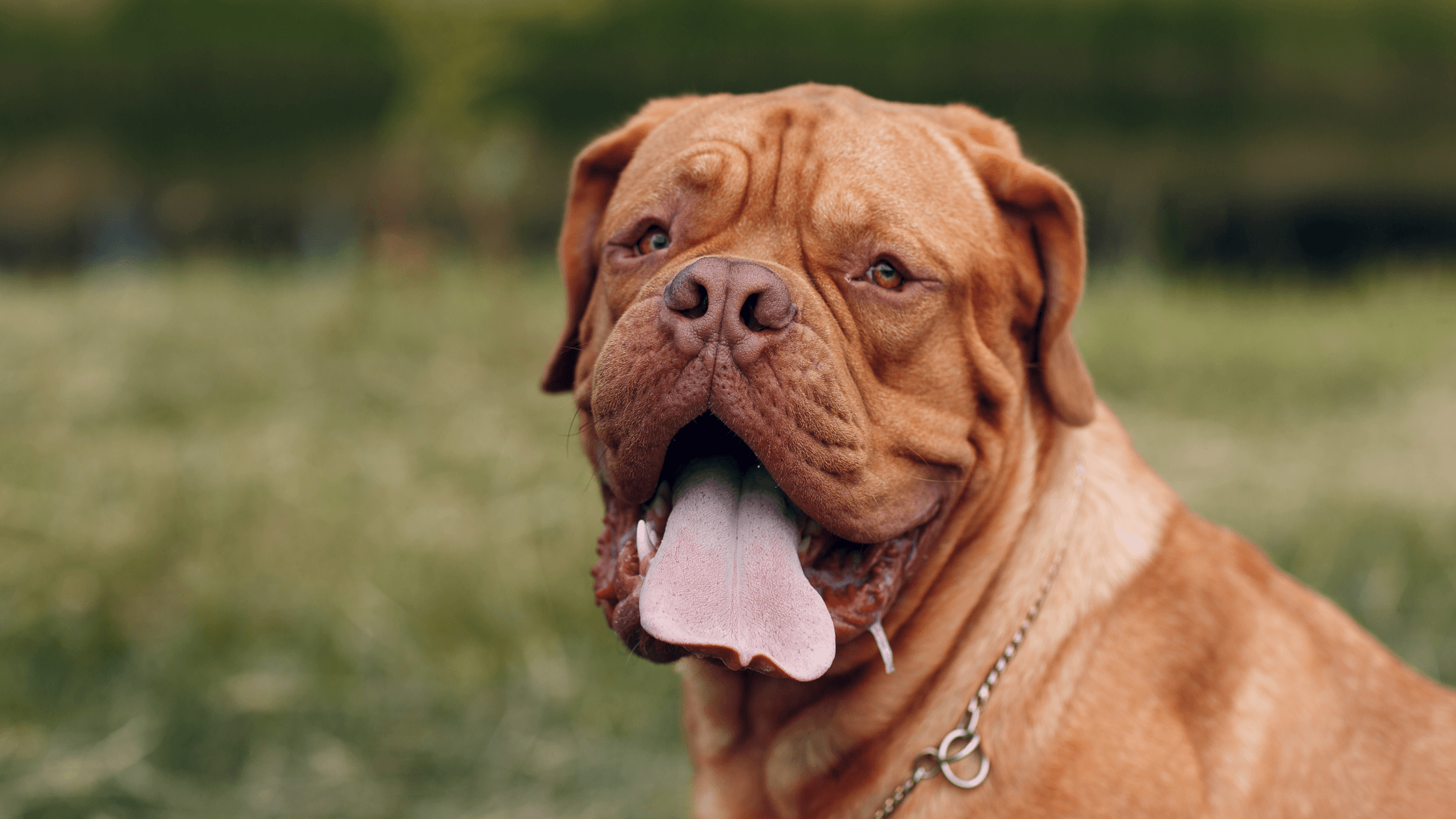 Fransız Mastiff Köpek Irkı Özellikleri ve Bakımı | Eblog