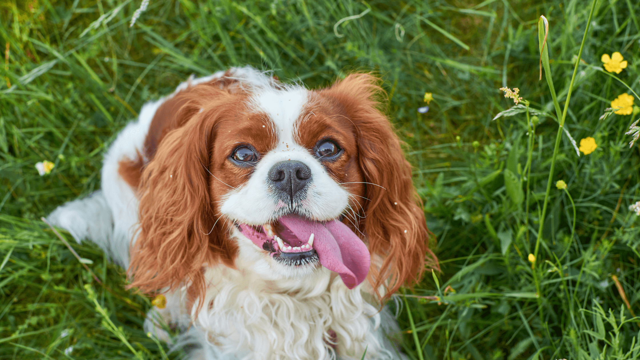 Cavalier King Charles Spaniel Köpek Irkı Özellikleri ve Bakımı | Eblog