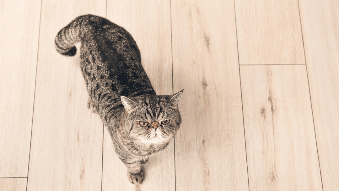 Exotic Shorthair