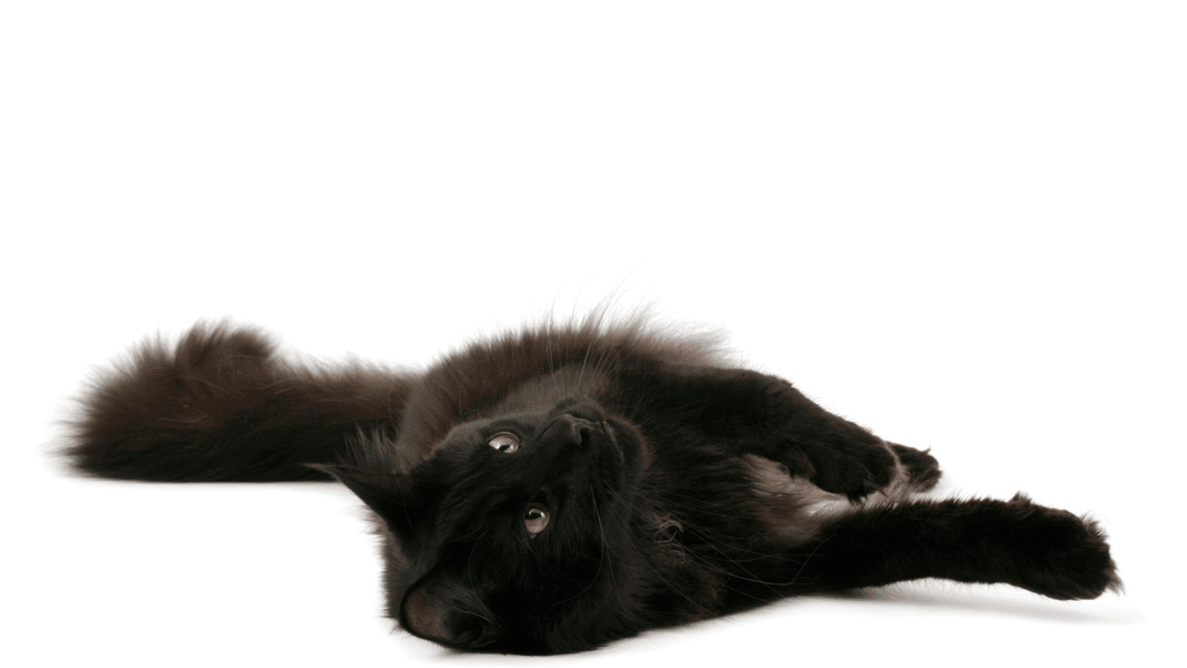 Black Norwegian Forest Cat