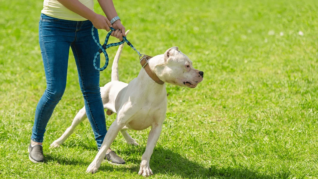 Agresif davranış gösteren büyük cins köpeğin eğitim süreci.