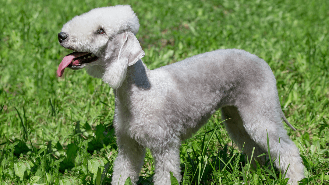 Bedlington Terrier Çimlerde – Enerjik ve karakteristik zarif bir köpek.