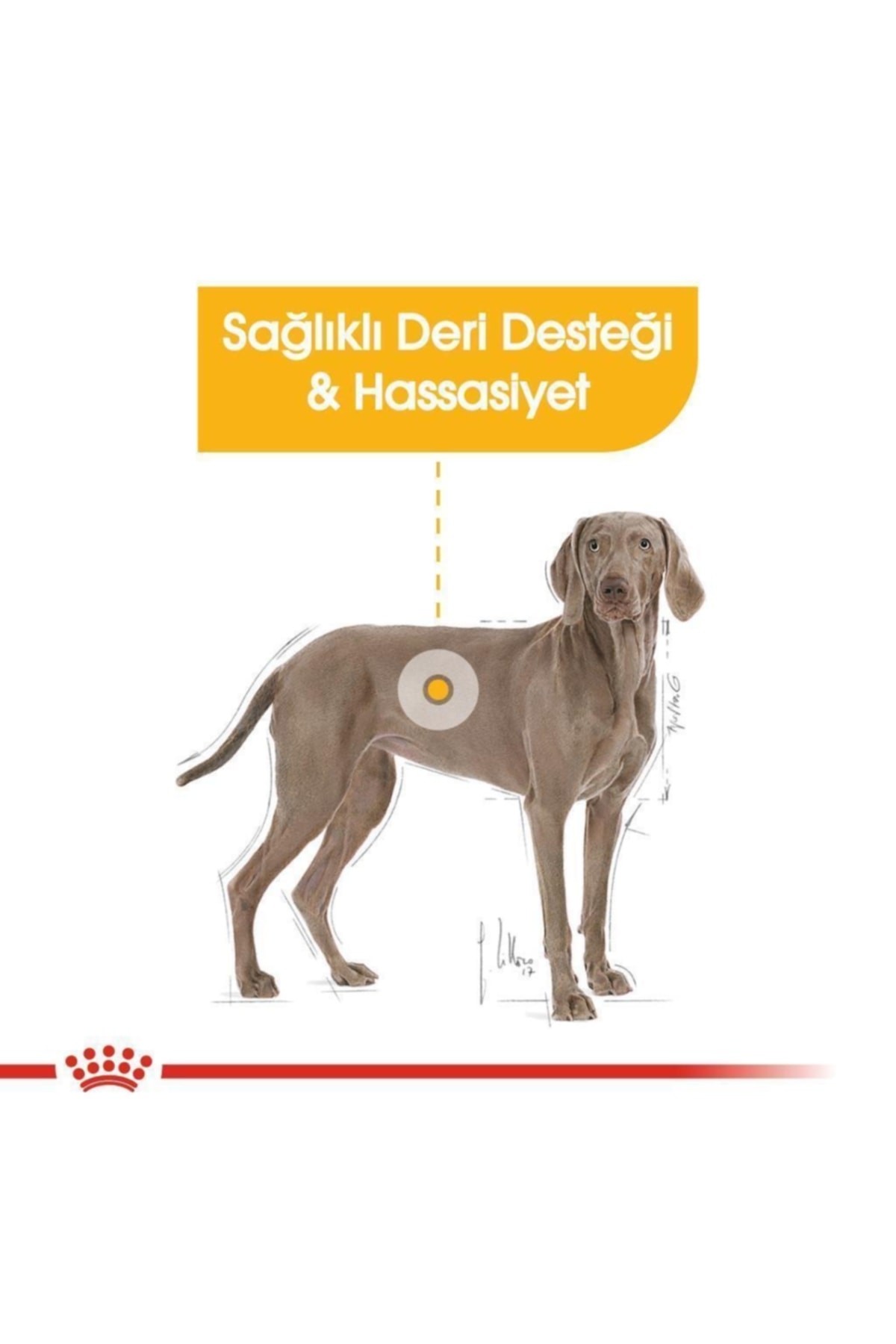 Royal Canin Maxi Dermacomfort Yetişkin Köpek Maması 12 Kg