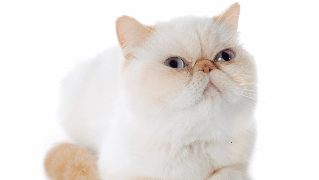 Exotic Shorthair