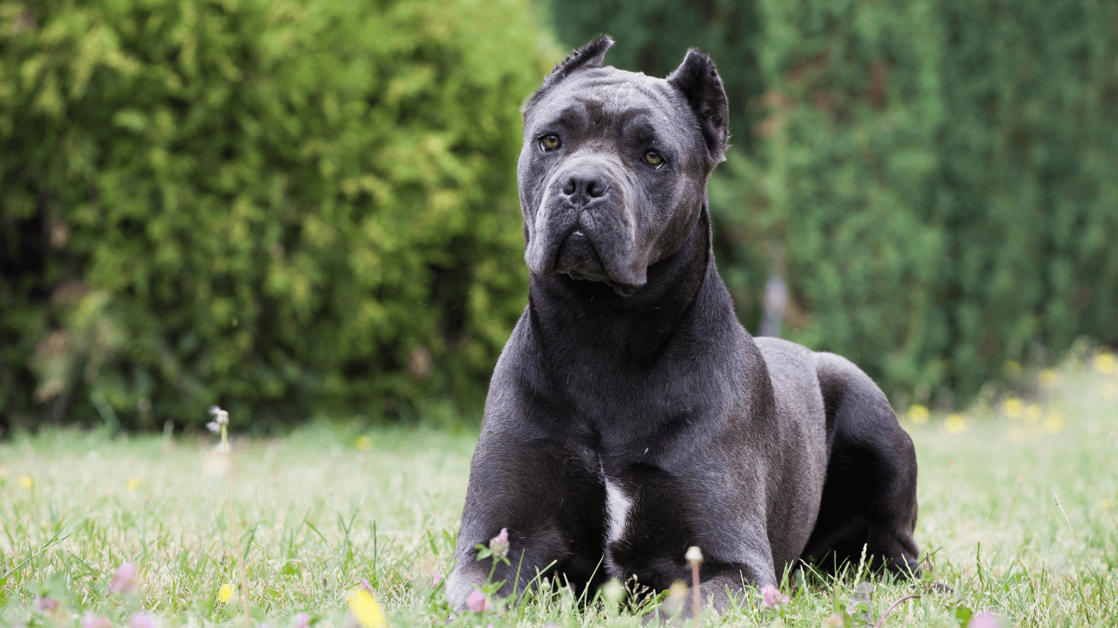 Cane Corso Köpek Irkı Hakkında Bilmeniz Gerekenler