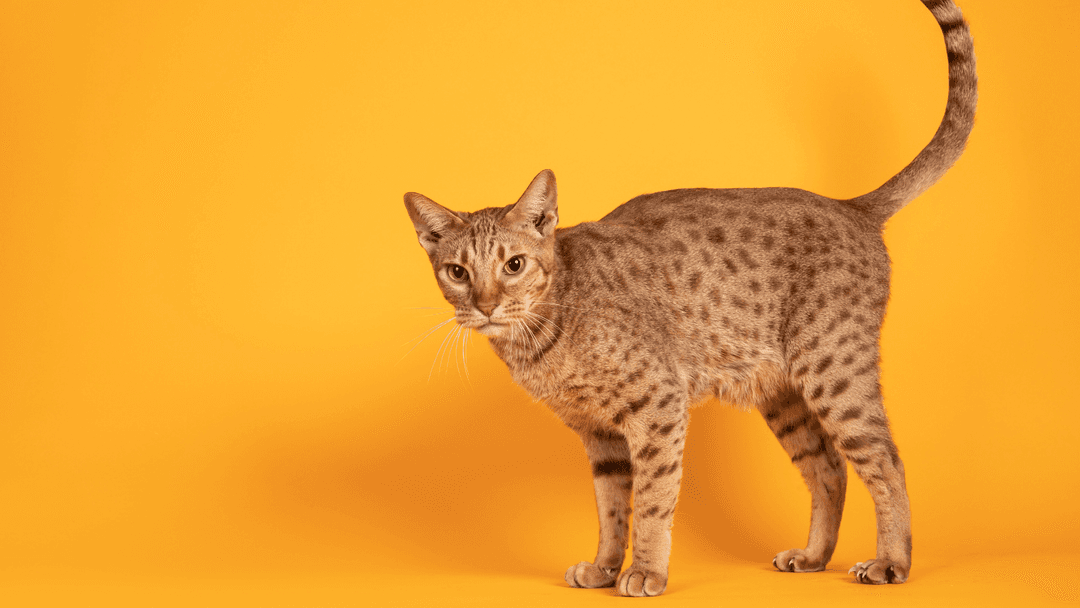 Sarı arka planda duran Ocicat kedisi