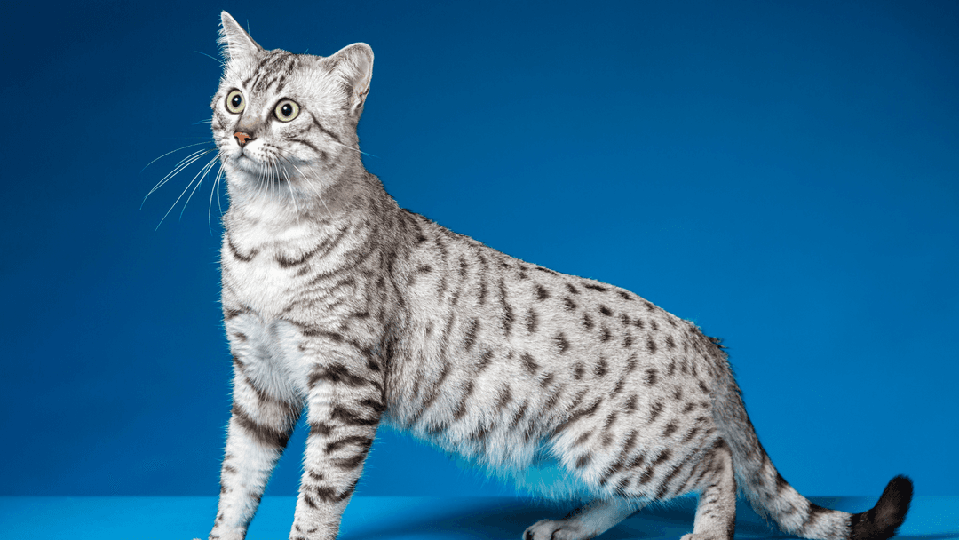 Mavi fonda poz veren Egyptian Mau kedisi