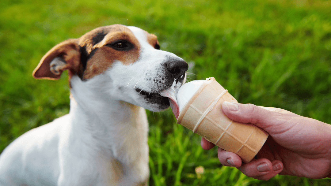 Dondurma yiyen Jack Russell cinsi köpek.