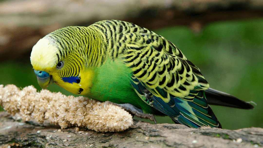 Muhabbet kuşu (parakeet)