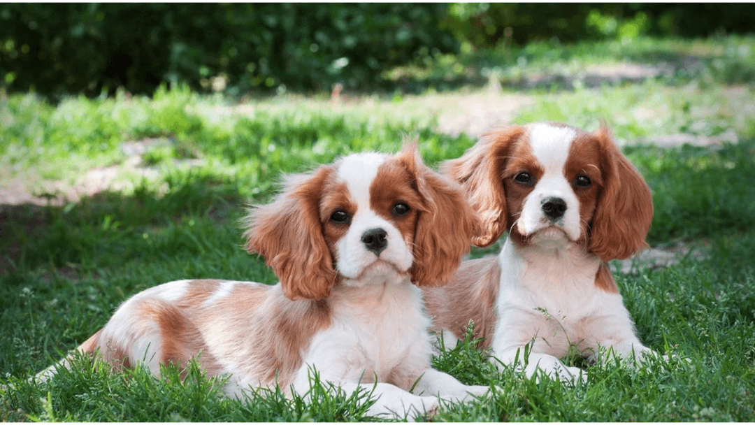 Cavalier King Charles Spaniel
