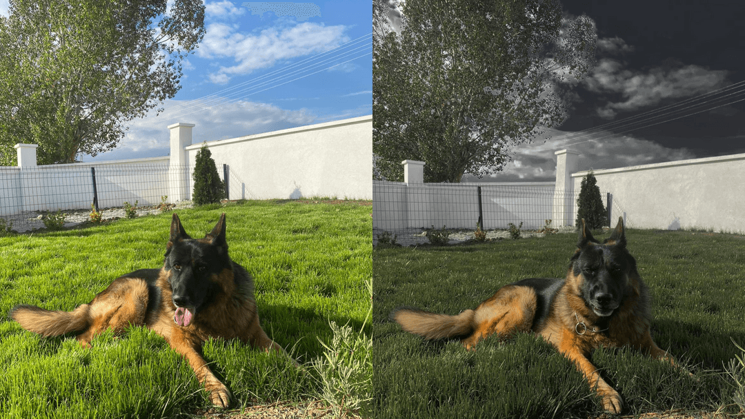 Alman Çoban Köpeği Panter