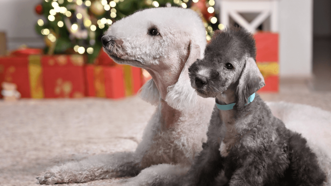 Yavru ve Yetişkin Bedlington Terrier – Sadık ve sevimli köpek ırkı.