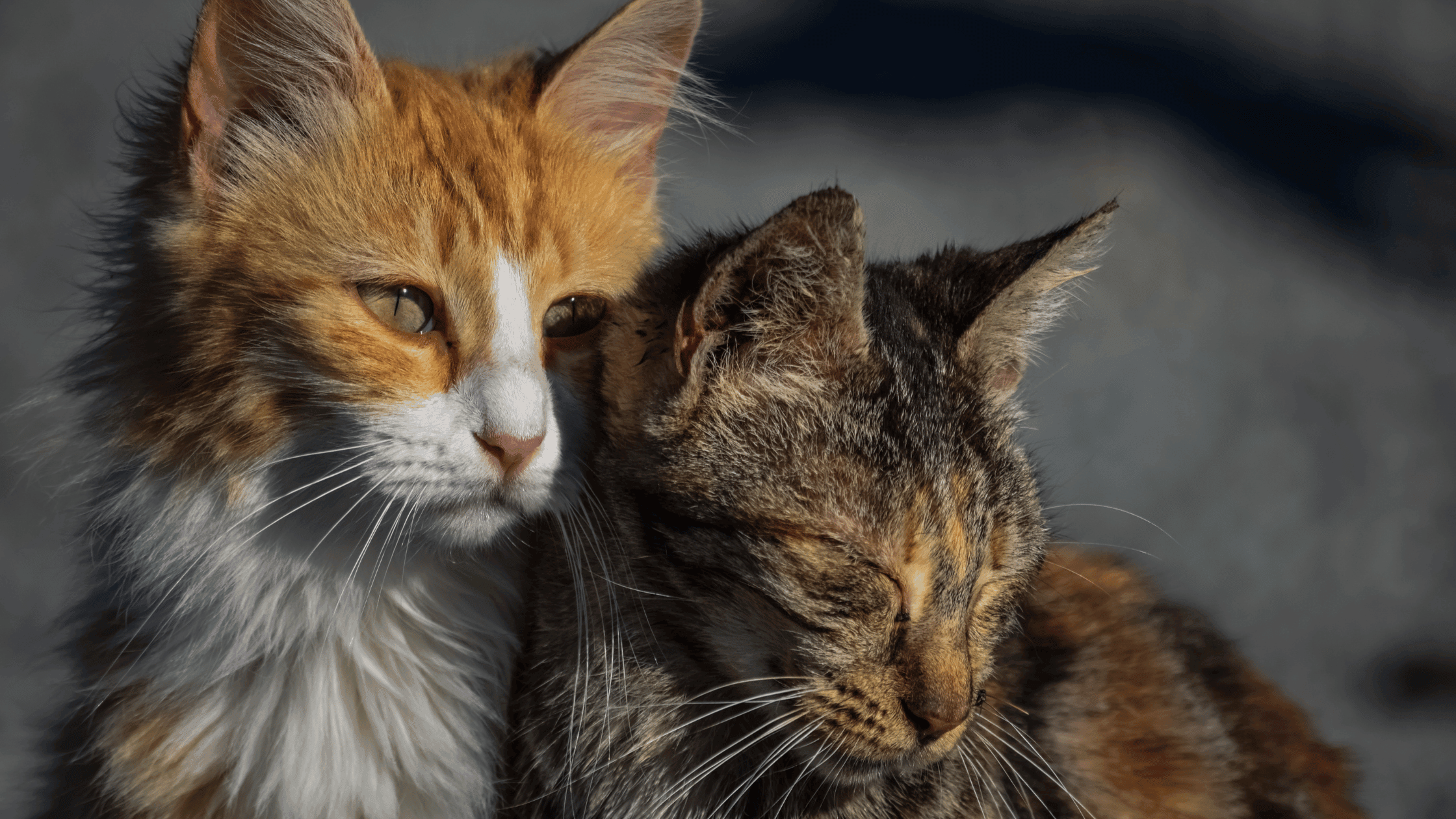 Kedinizin Diğer Kedilerle İletişimi: Kedi Sosyalizasyonu Üzerine Bilmeniz Gerekenler