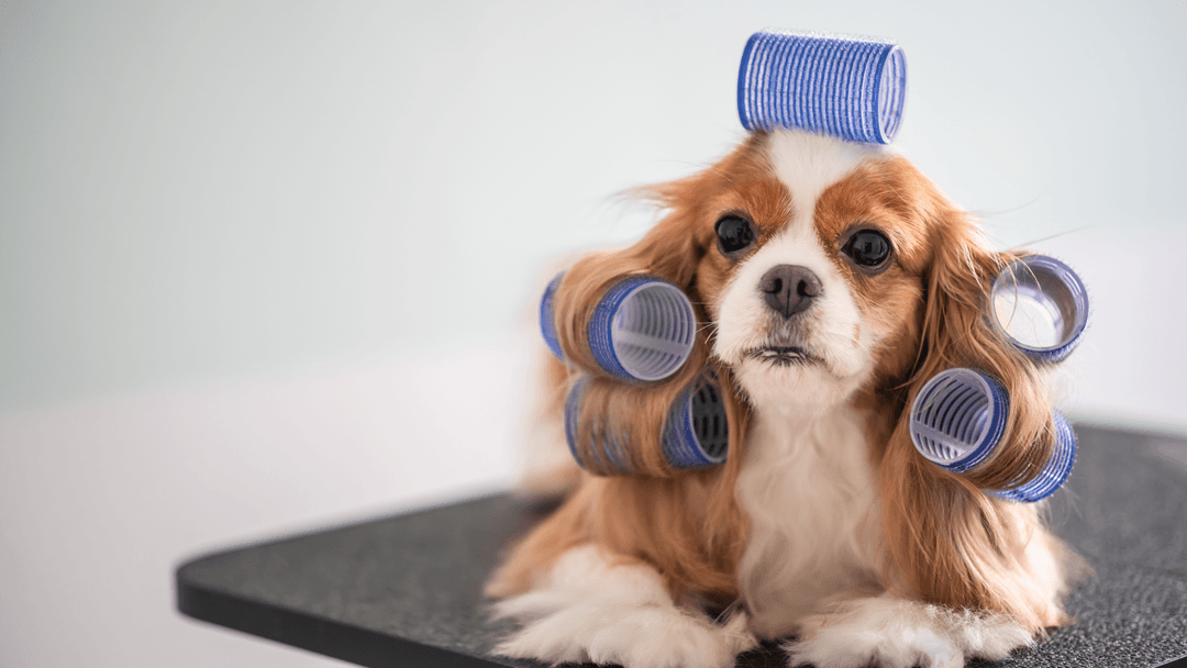 Cavalier King Charles Spaniel 