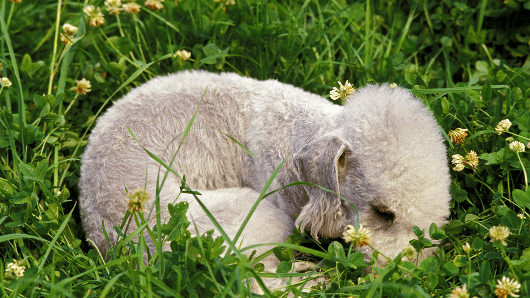 Uyuyan Bedlington Terrier – Huzurlu ve nazik bir aile dostu.